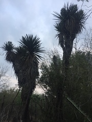 Yucca treculiana