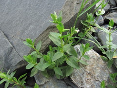 Cerastium polymorphum