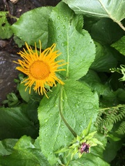 Inula magnifica