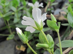 Cerastium polymorphum