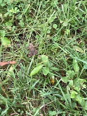 Anaxyrus americanus
