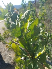 Romneya coulteri