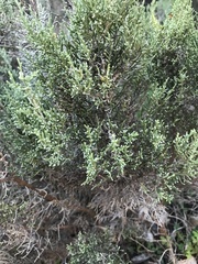 Dicerothamnus