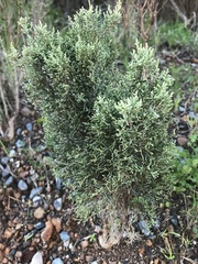 Dicerothamnus