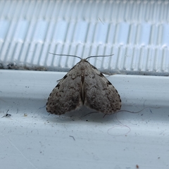 Dyspyralis puncticosta