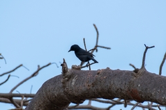 Laniarius funebris