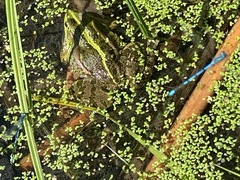 Pelophylax lessonae