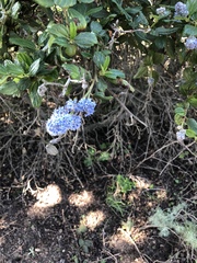 Ceanothus thyrsiflorus griseus