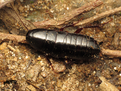 Eurycotis