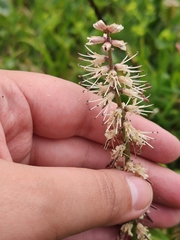 Macropodium nivale