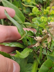 Macropodium nivale
