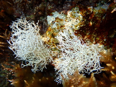 Amphiroa rigida