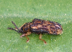 Sumitrosis inaequalis