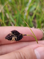 Carex aterrima