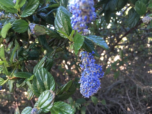 Ceanothus griseus, photograph 6