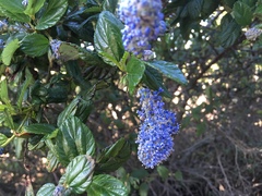 Ceanothus thyrsiflorus griseus