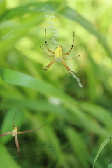 Argiope bruennichi