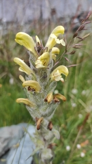 Pedicularis tristis