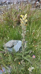 Pedicularis tristis