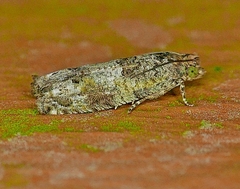 Pseudexentera knudsoni