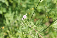 Geranium divaricatum