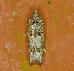 Pseudexentera knudsoni