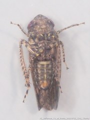 Paraphlepsius tennessus