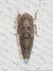 Paraphlepsius tennessus