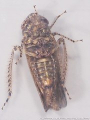 Paraphlepsius tennessus