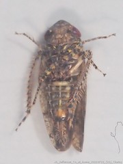 Paraphlepsius tennessus