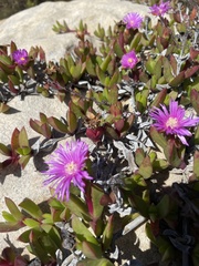 Ruschia promontorii