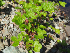 Rubus arcticus