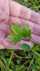 Ranunculus montanus