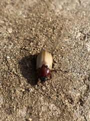 Cyclocephala melanocephala