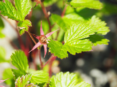 Rubus arcticus