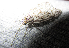 Eucereon ladas