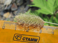Alopecurus glacialis