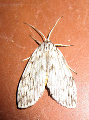 Eucereon ladas