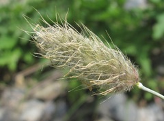 Alopecurus glacialis