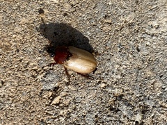 Cyclocephala melanocephala