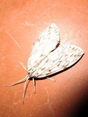 Eucereon ladas