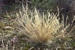 Aristida minutiflora