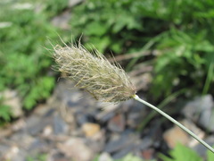 Alopecurus glacialis