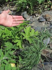 Alopecurus glacialis