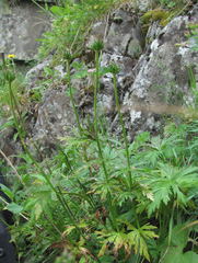 Trollius ranunculinus