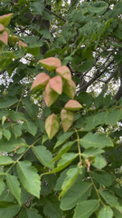 Koelreuteria paniculata