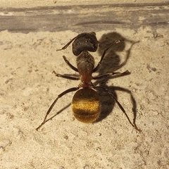 Camponotus pellarius