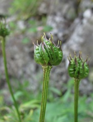 Trollius ranunculinus