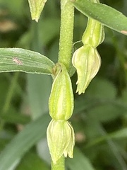 Epipactis phyllanthes