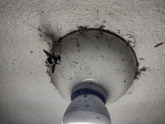 Bombus medius